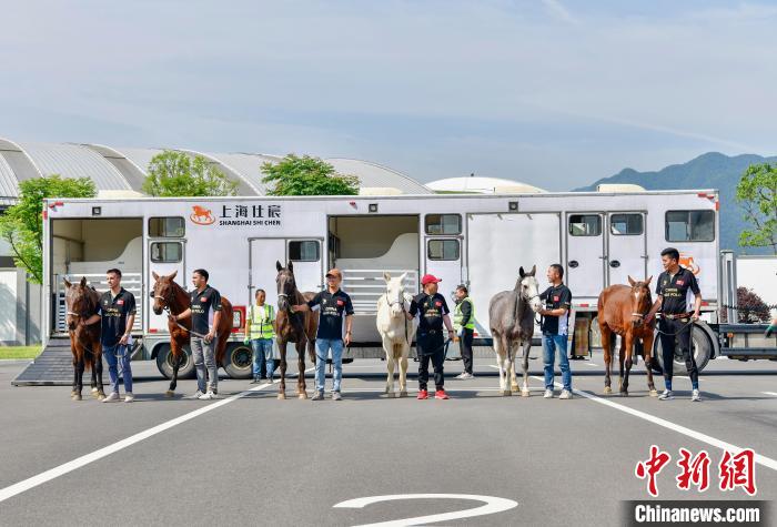 74匹阿根廷马抵达桐庐马术中心，开启进境马匹交