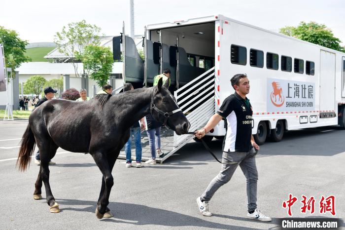 74匹阿根廷马抵达桐庐马术中心，开启进境马匹交
